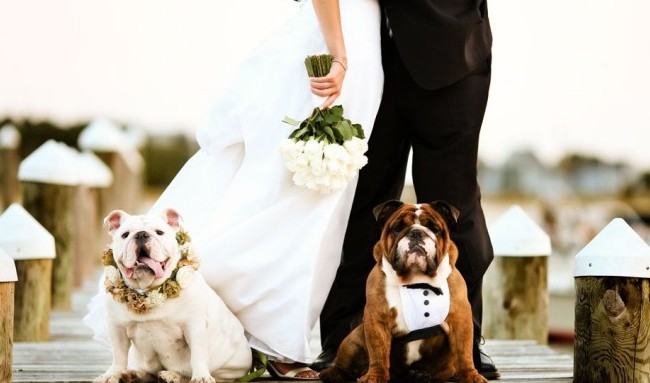 Pet Lovers - Wedding Stories